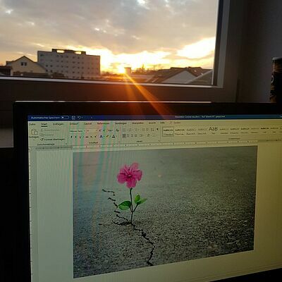 Bild von einer Blume in Word während im Hintergrund der Sonnenuntergang zu sehen ist